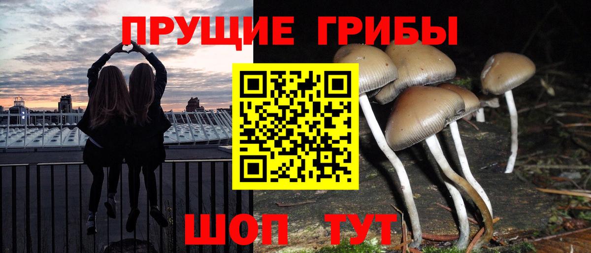 Галлюциногенные грибы Psilocybe  Чита 